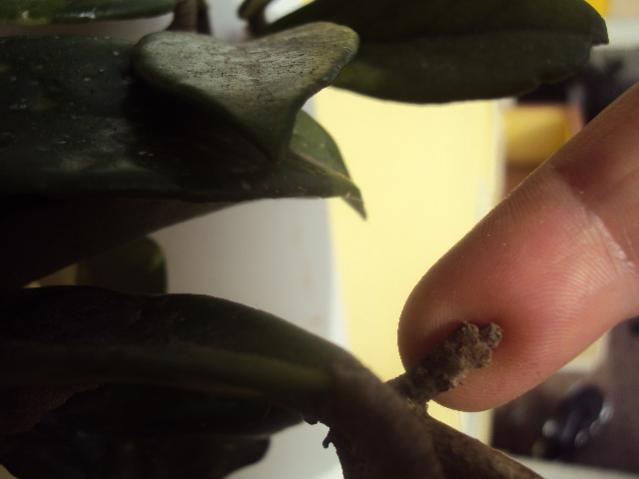 pianta di cera 003