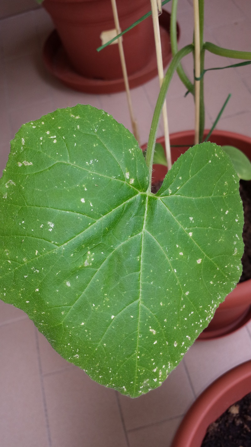 Pianta di Zucchetta Ornamentale Foglia 1