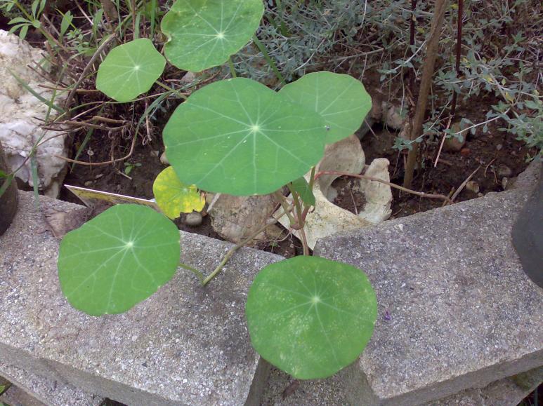 pianta foglie tonde