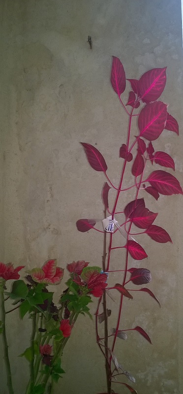 Pianta Fucsia