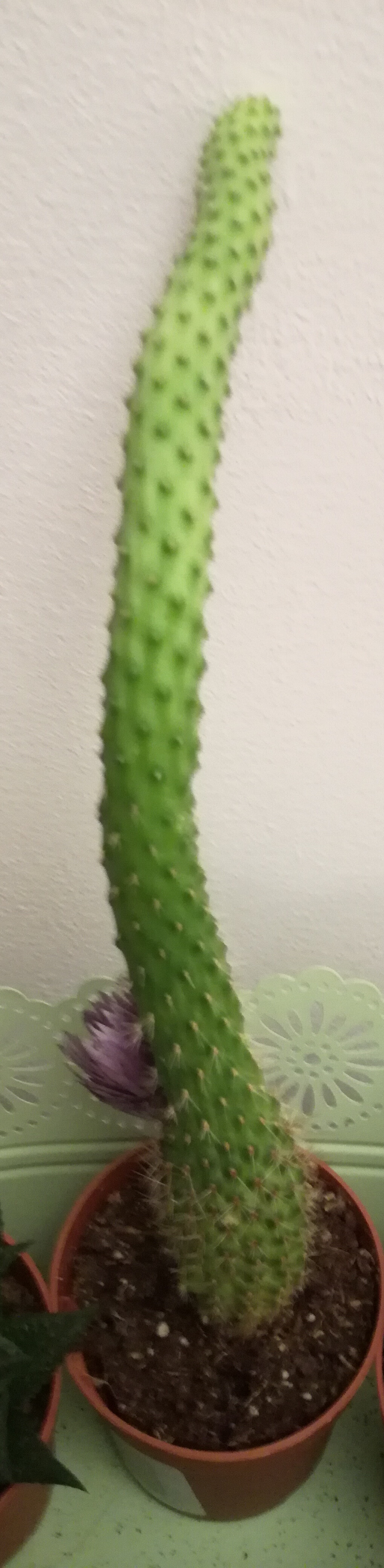 PIANTA GRASSA