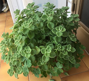 Pianta Sconosciuta