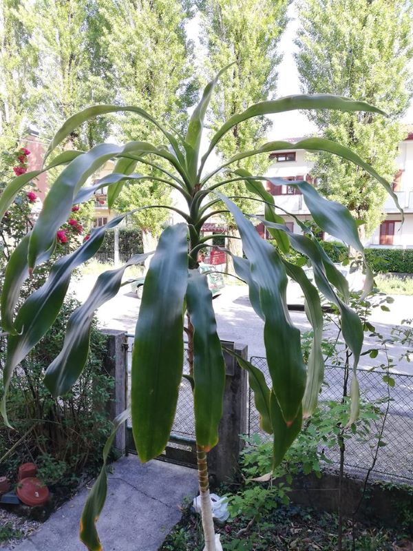 Pianta1