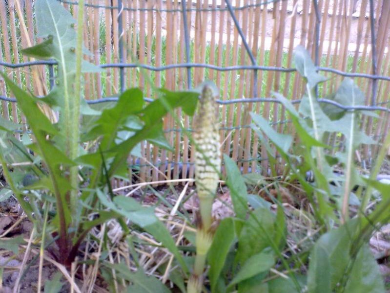 piantasconosciutaMO