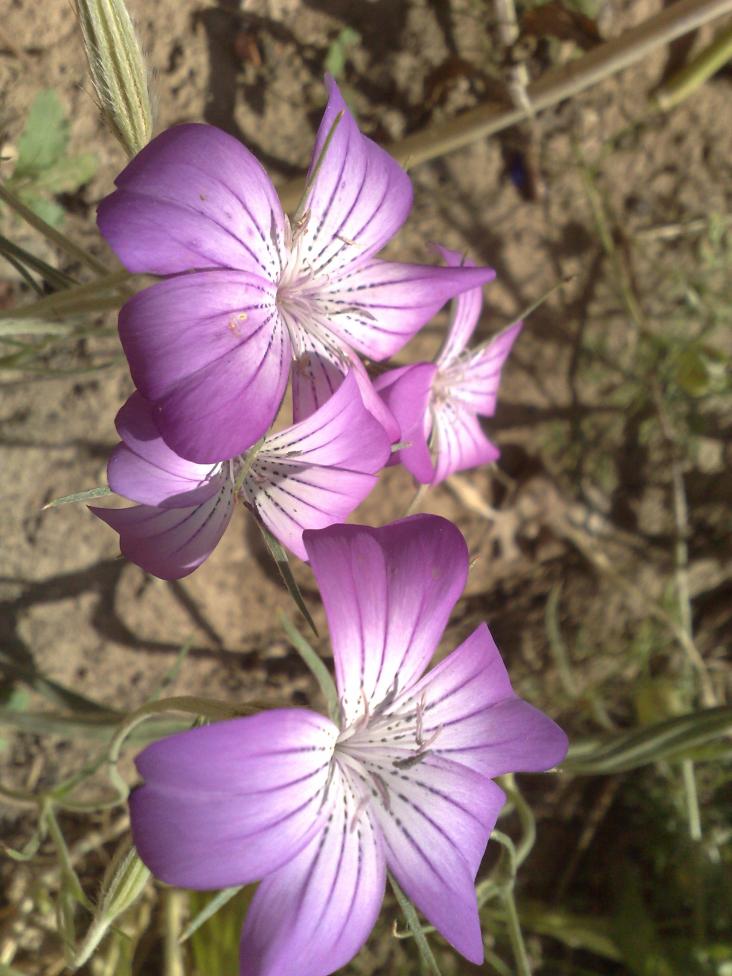 piante varie in girdino... experiment!