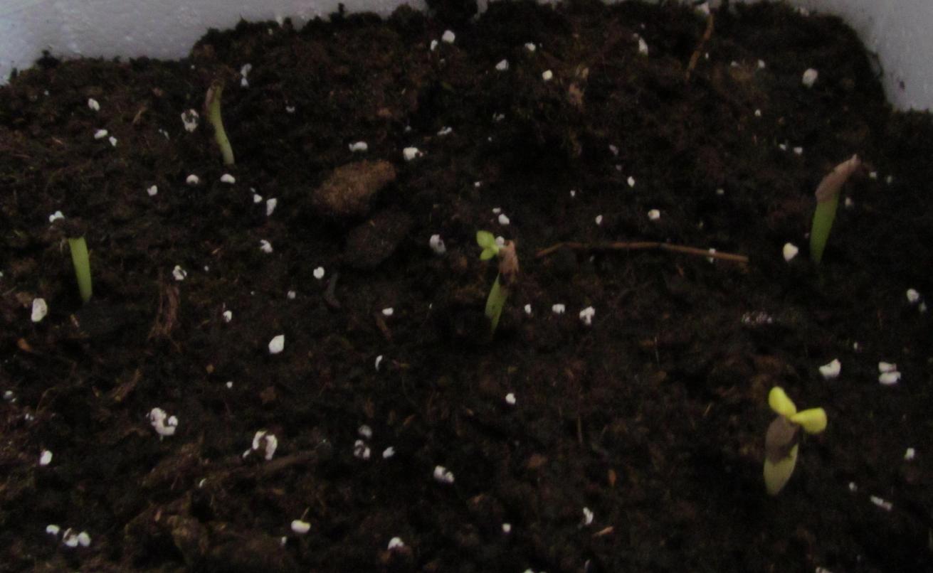 Piccole Adenium crescono