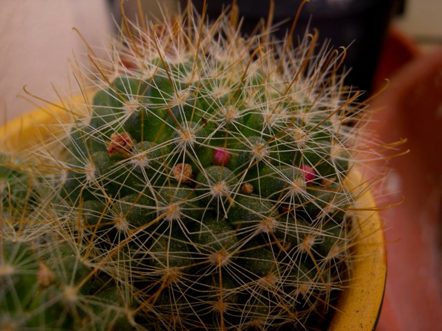 piccoli boccioli crescono!