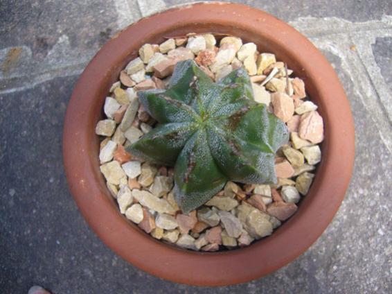 piccolo di astrophytum