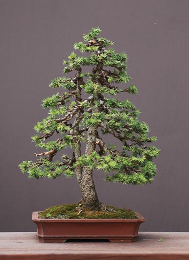 Picea abies bonsai