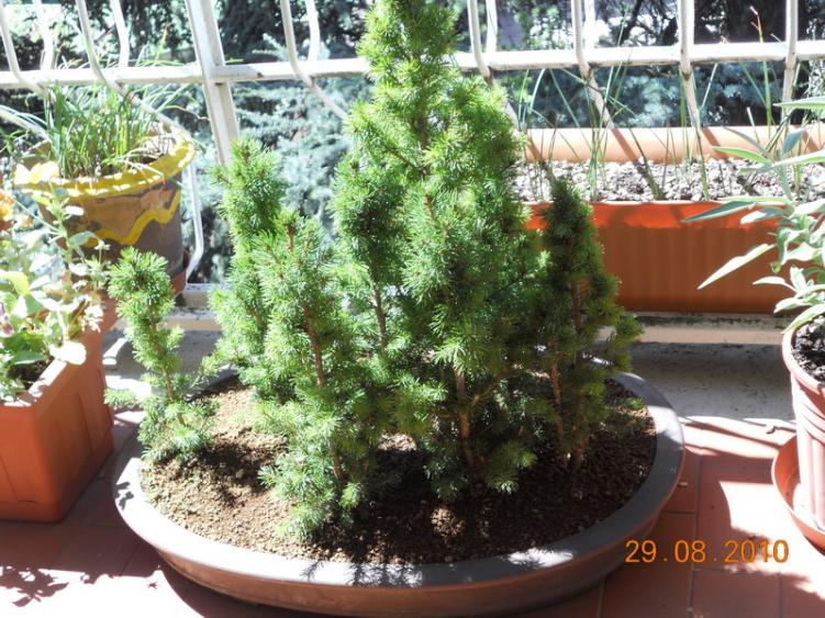 picea glauca 1