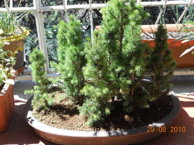 picea glauca 2