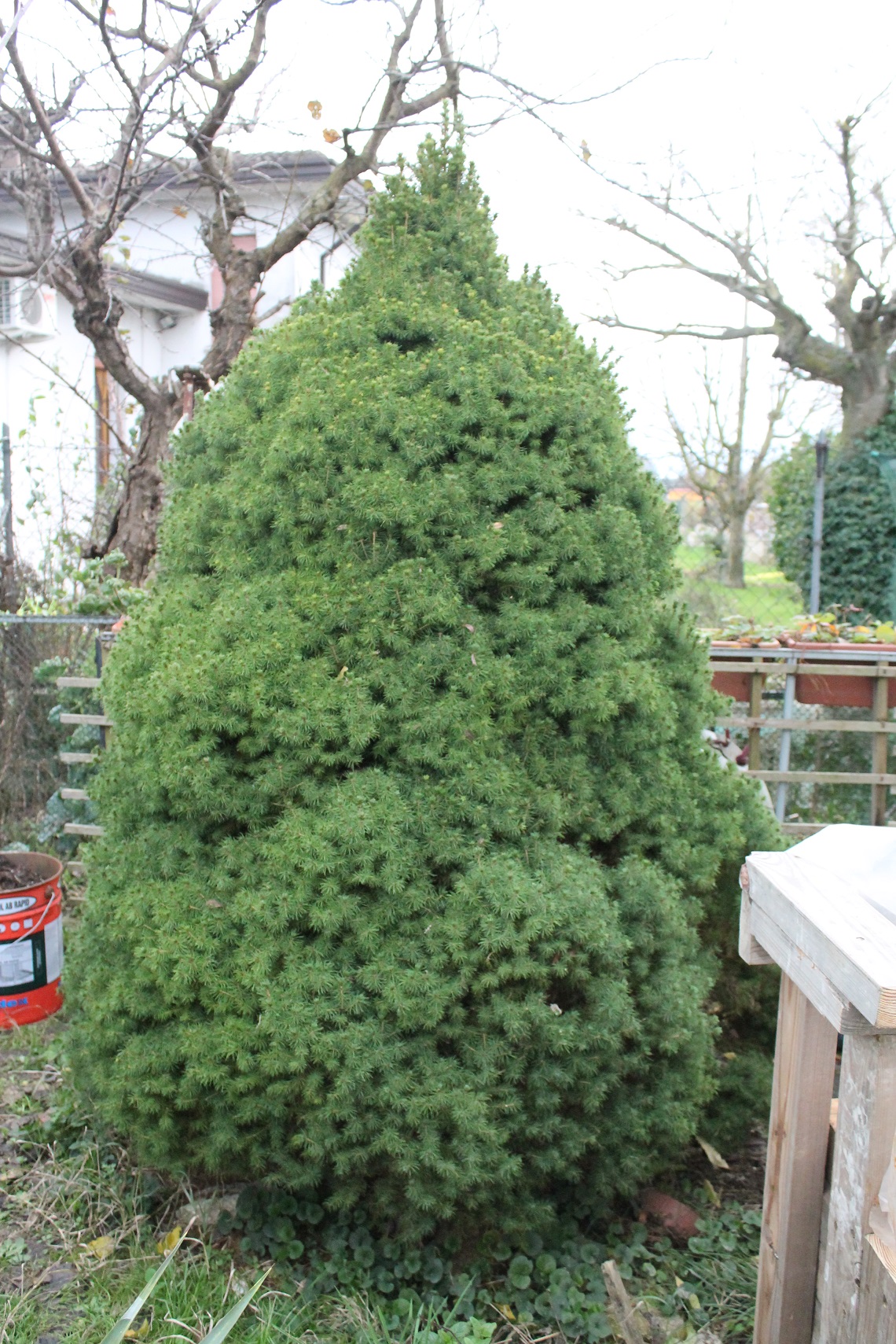 picea glauca conica  IMG_7626
