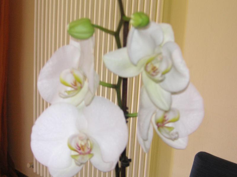 PICT0036