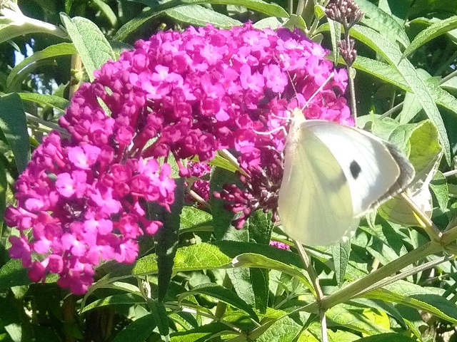 Pieris Brassicae - Famiglia: Pieridae Sottofamiglia: Pierinae