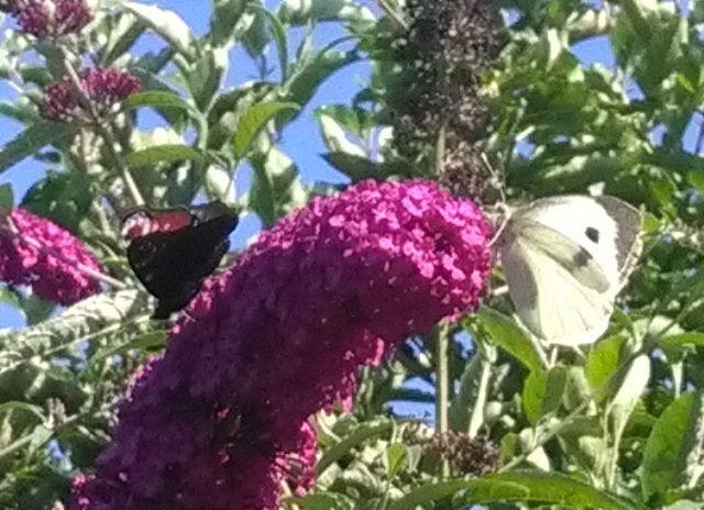 Pieris brassicae (qui con Aglais io)