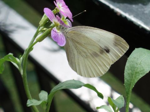 pieris