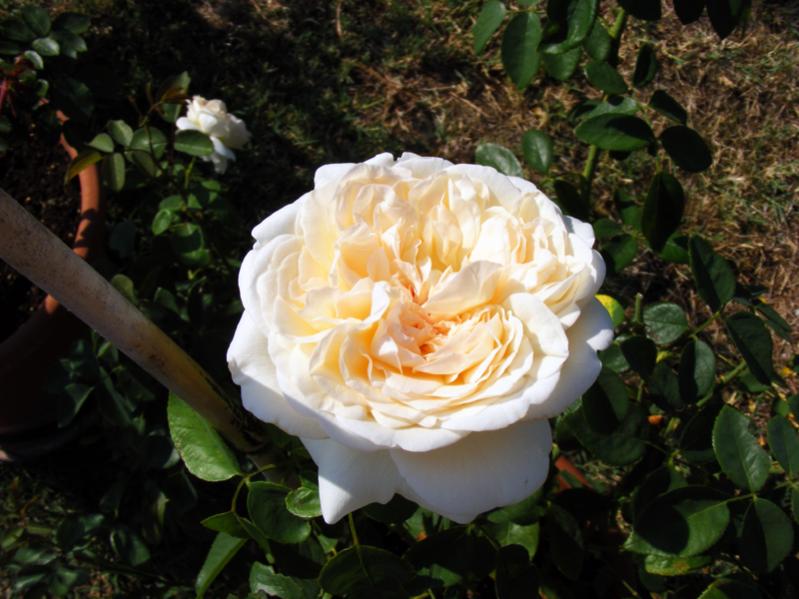 Pierre de Ronsard