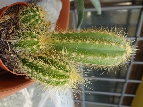 pilosocereus chrysacanthus