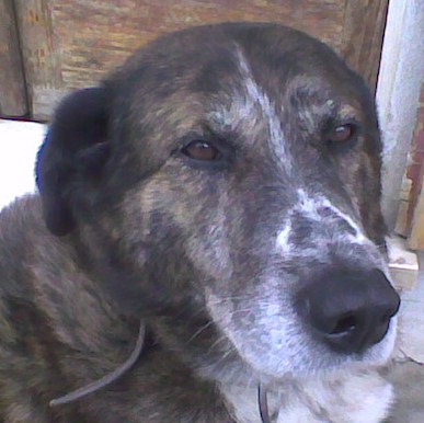 Pippo