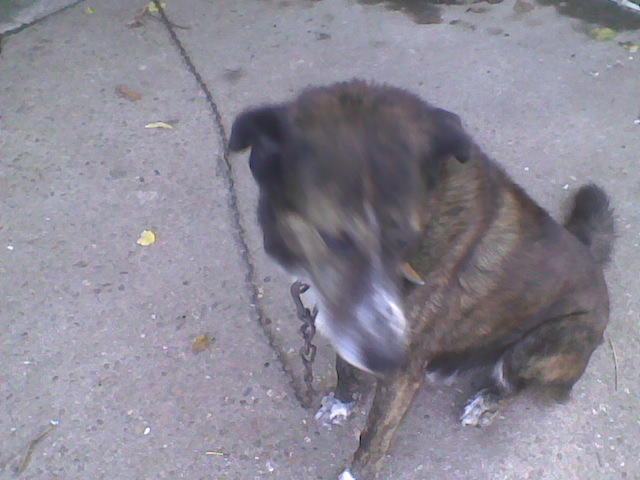 Pippo