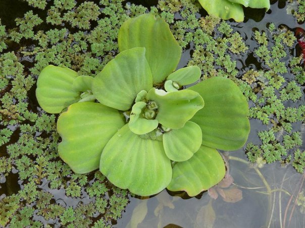 pistia stratiotes