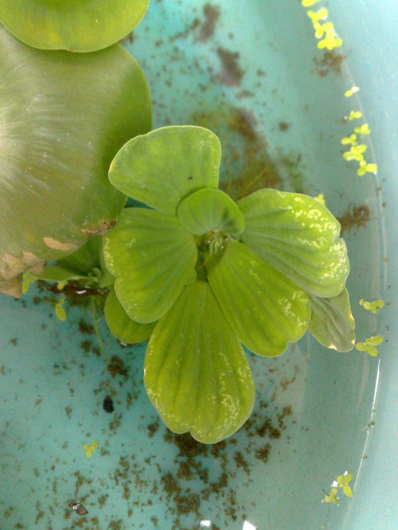 pistia stratiotes