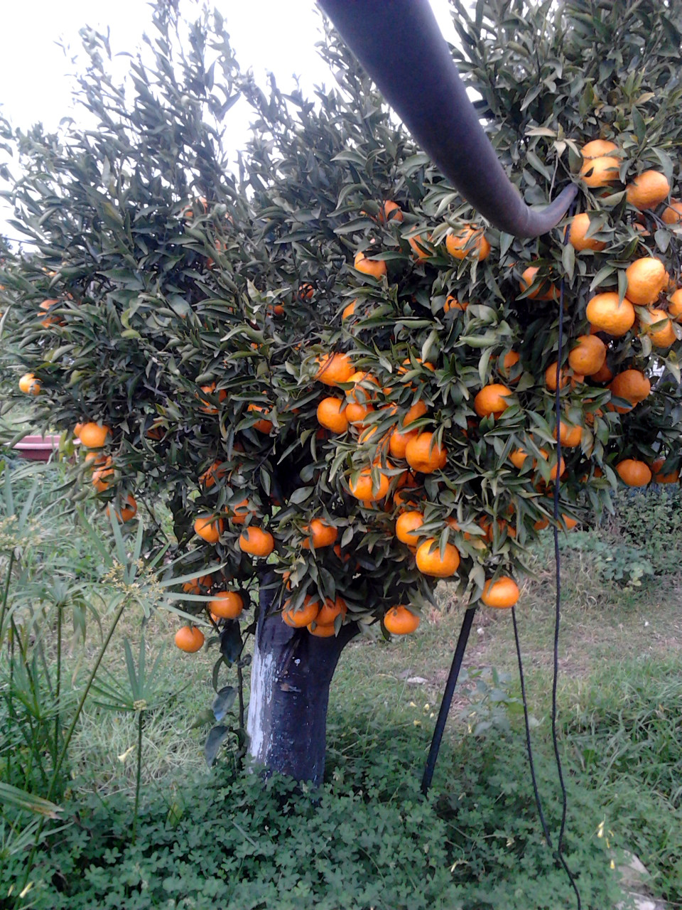 piu' mandarini che foglie