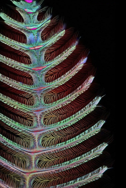Planaria-490x734