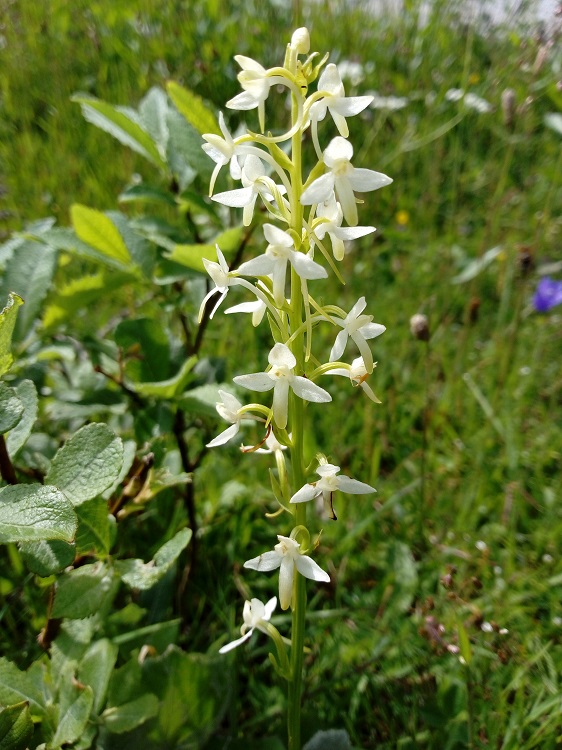 Platanthera bifolia 3.jpg