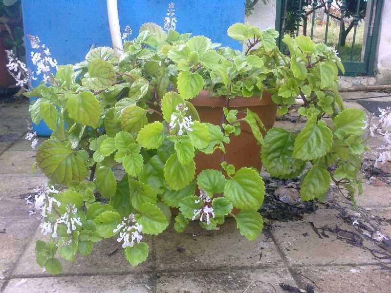 plectranthus