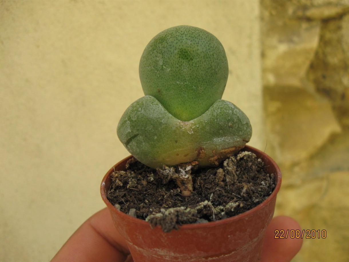 Pleiospilos neli&#