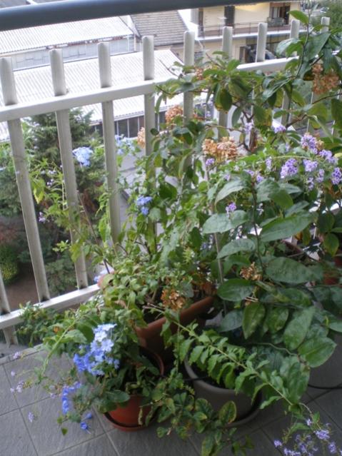 plumbago+duranta