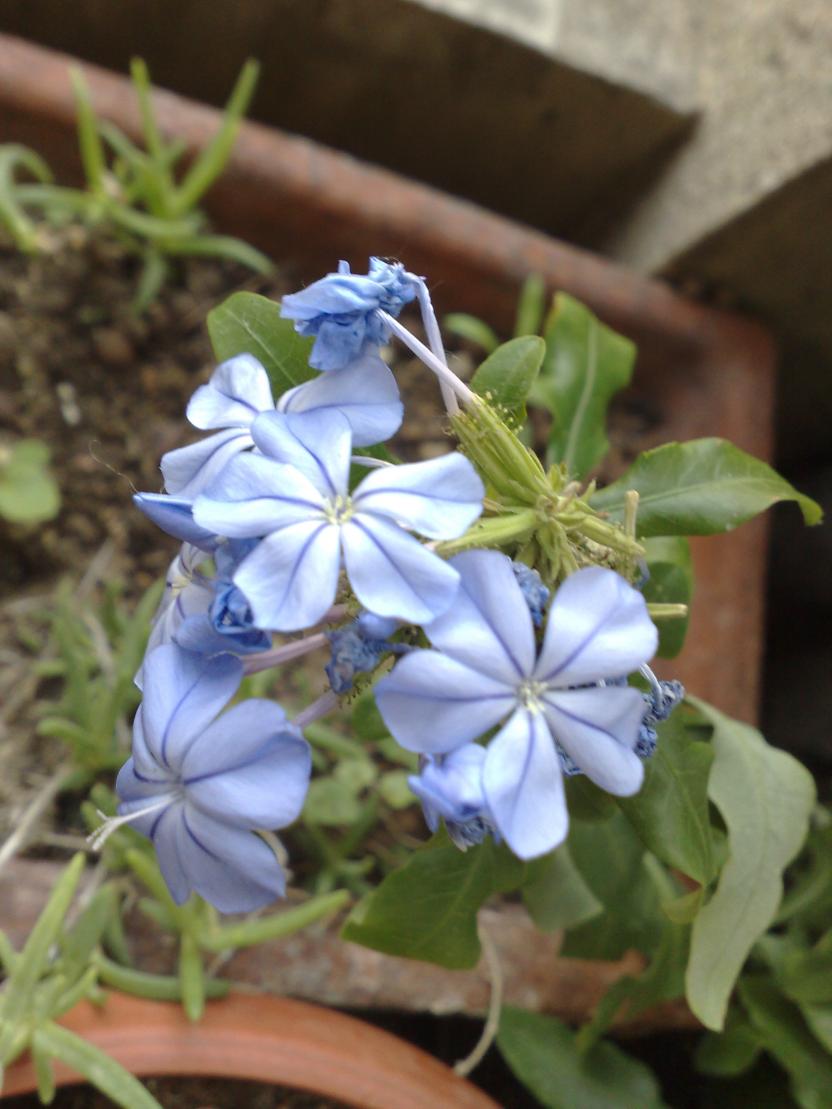 Plumbago