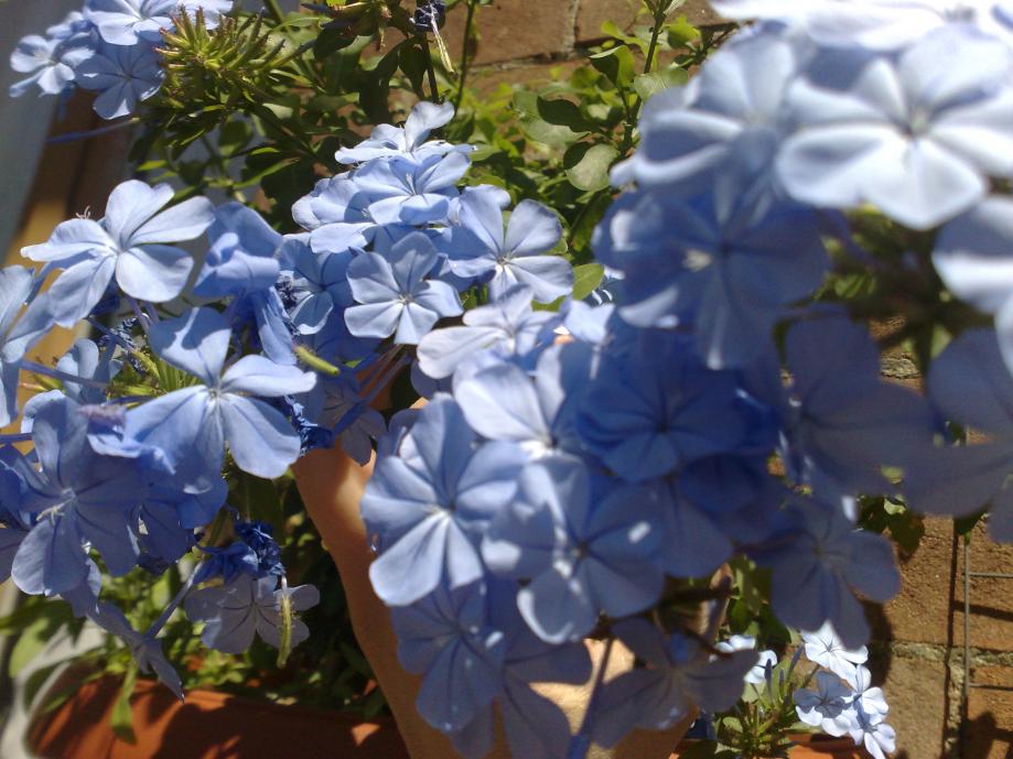 Plumbago