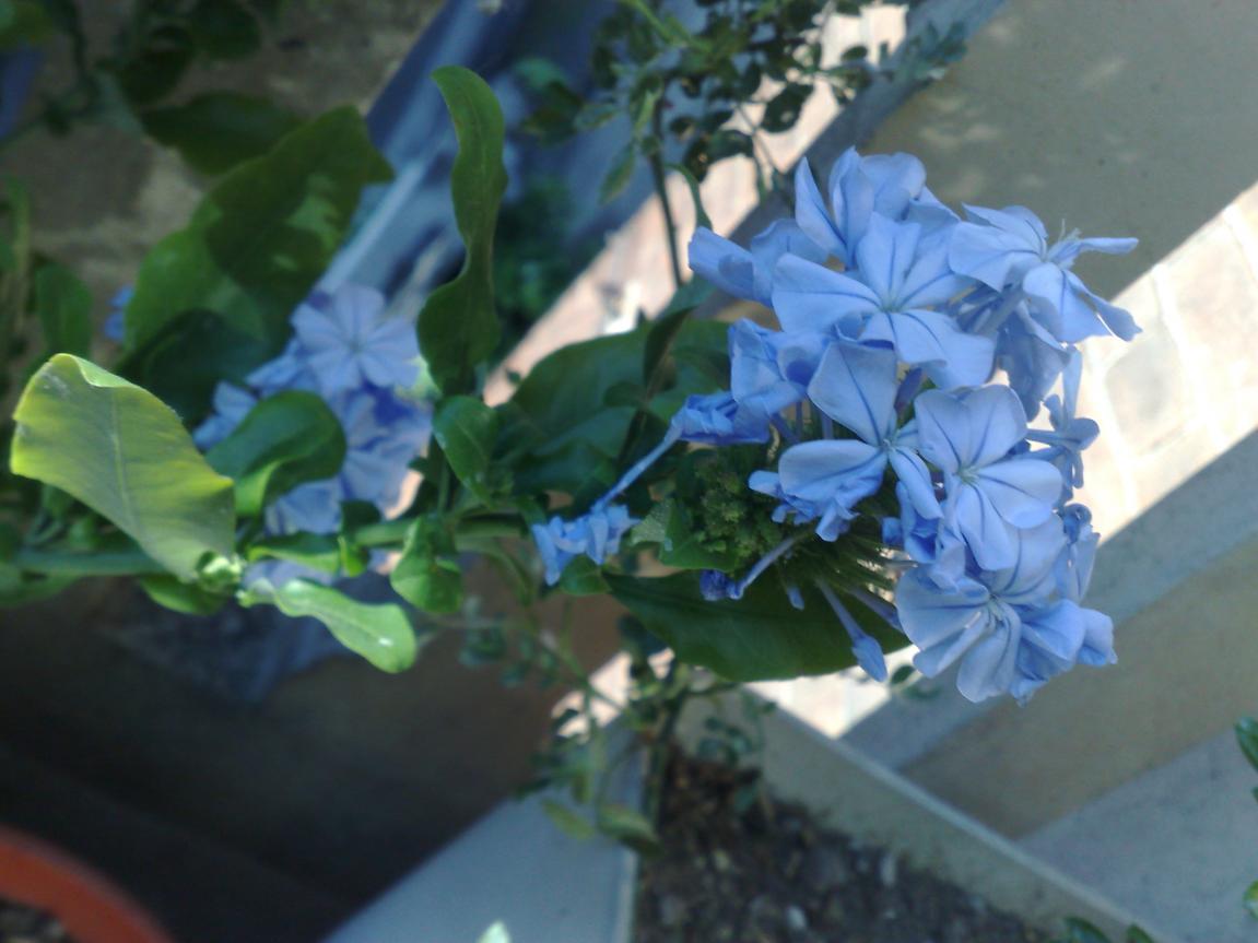 Plumbago