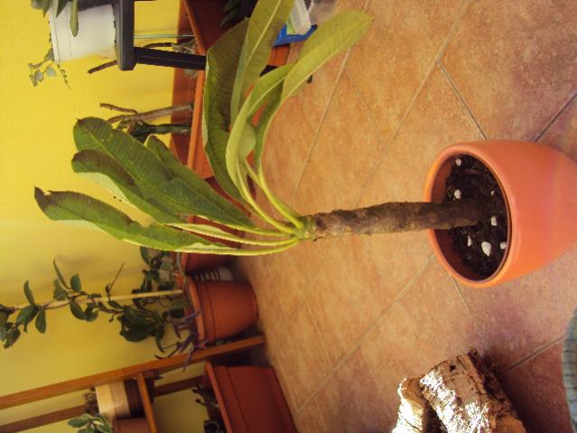 plumeria