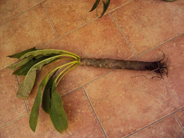 plumeria
