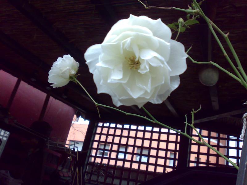 polyantha. LID