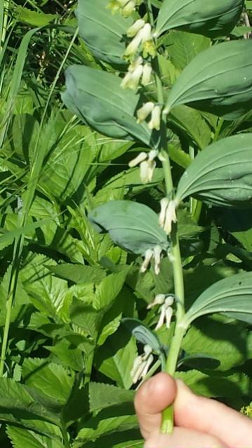 Polygonatum multiflorum o Sigillo di Salomone particolare