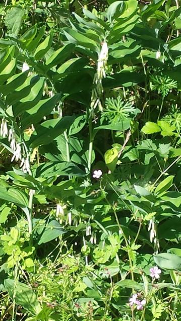 Polygonatum multiflorum o Sigillo di Salomone