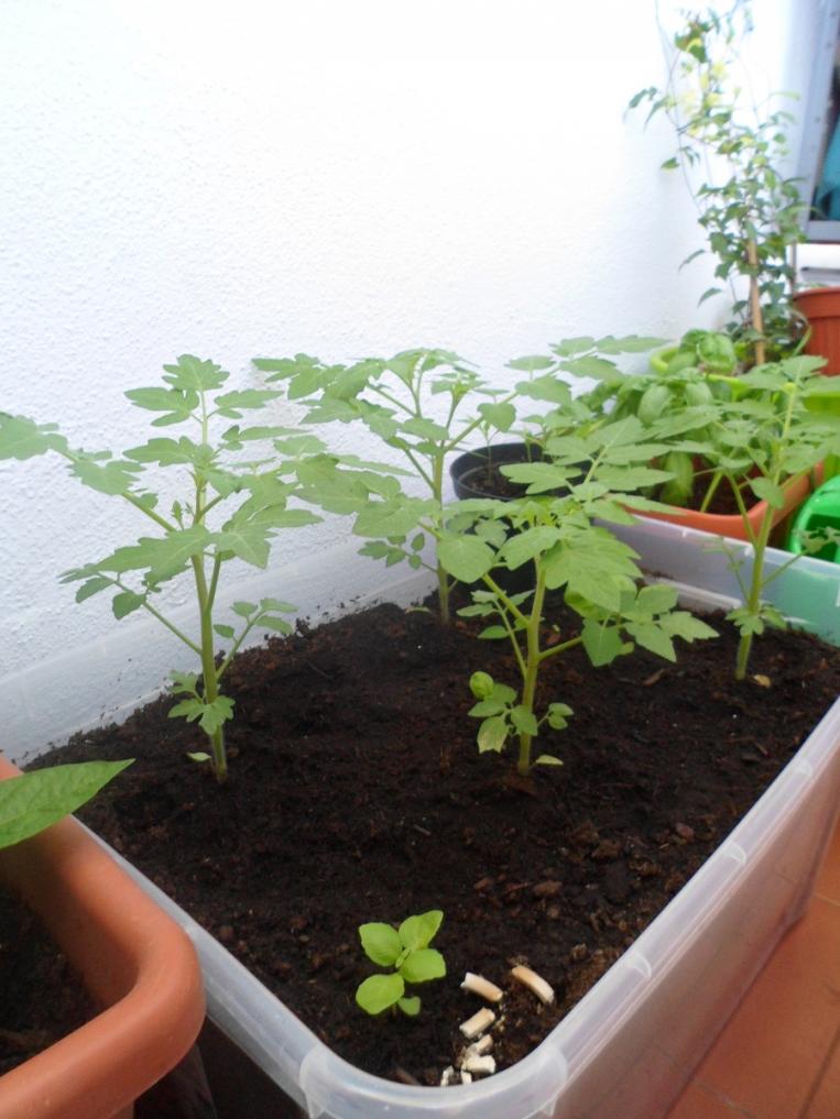 Pomodorini (fase di crescita9