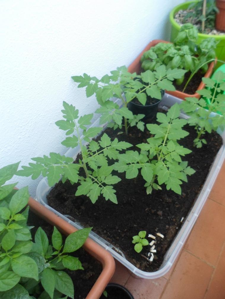 Pomodorini