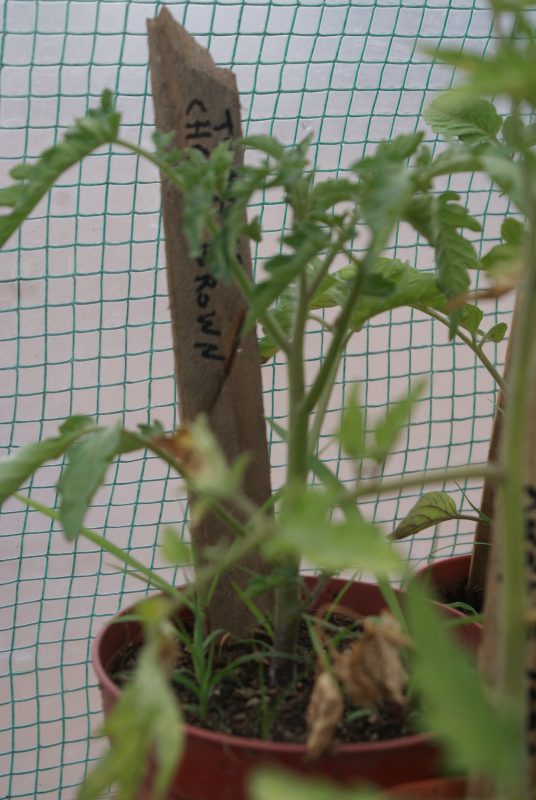 Pomodoro Ciliegino Marrone