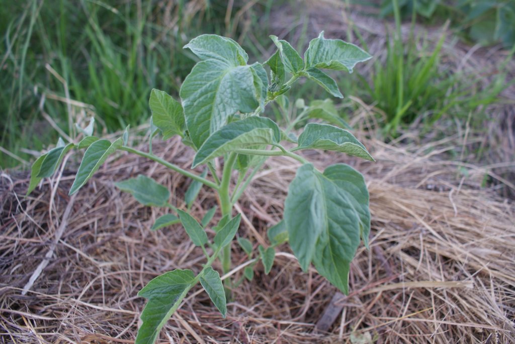 Pomodoro Di Kakugo