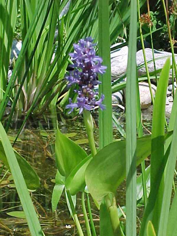 Pontederia cordata fiore