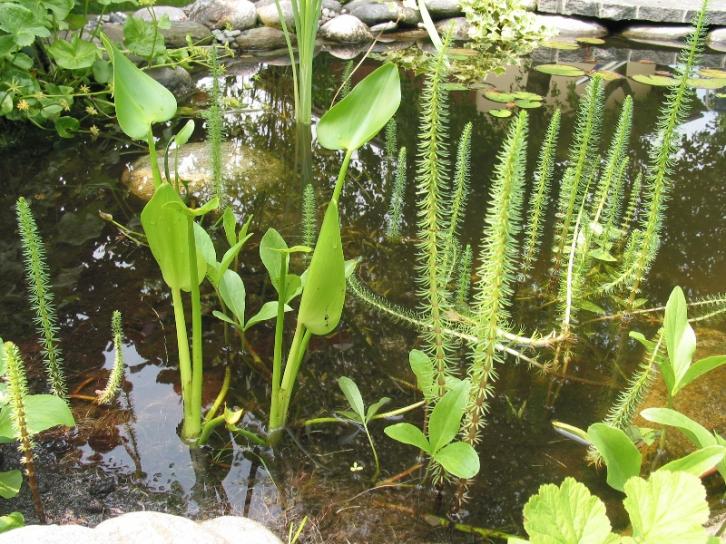 Pontederia cordata