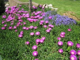 Portulaca