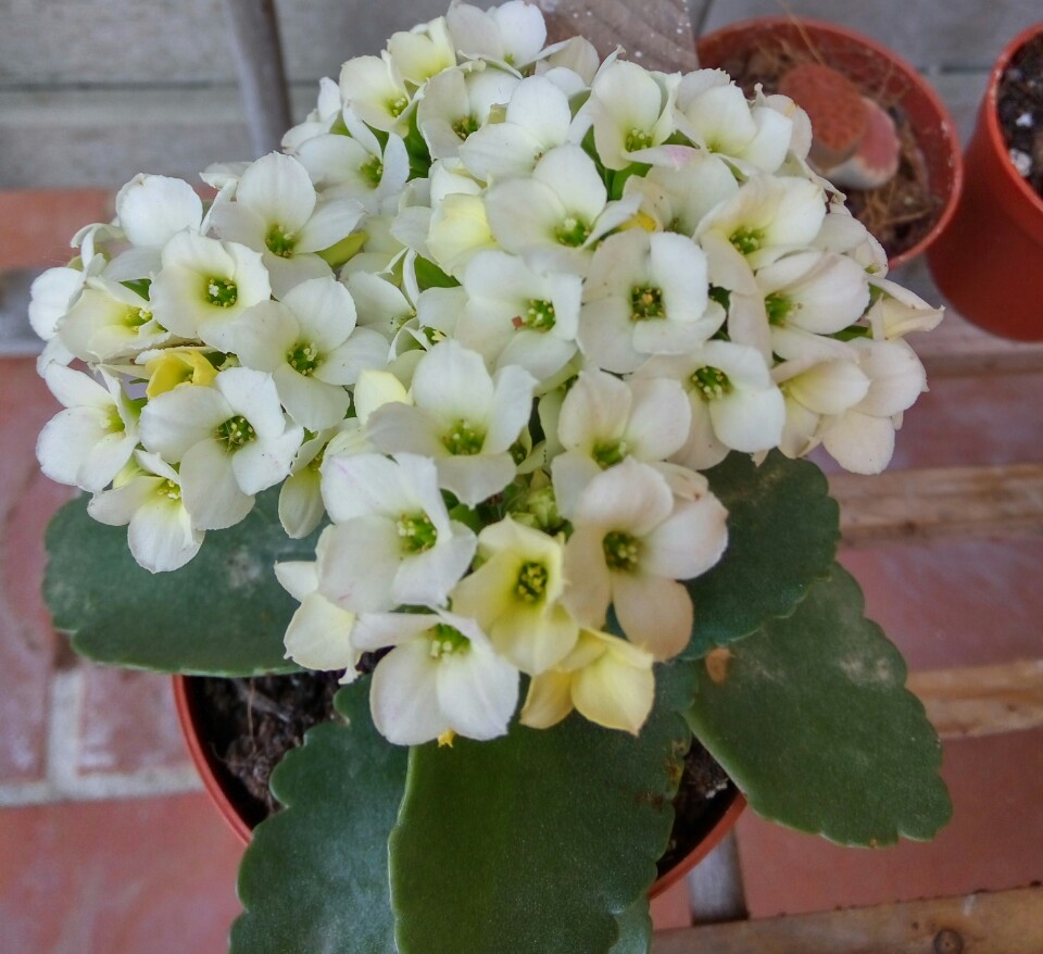 Portulaca