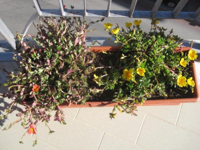 Portulaca