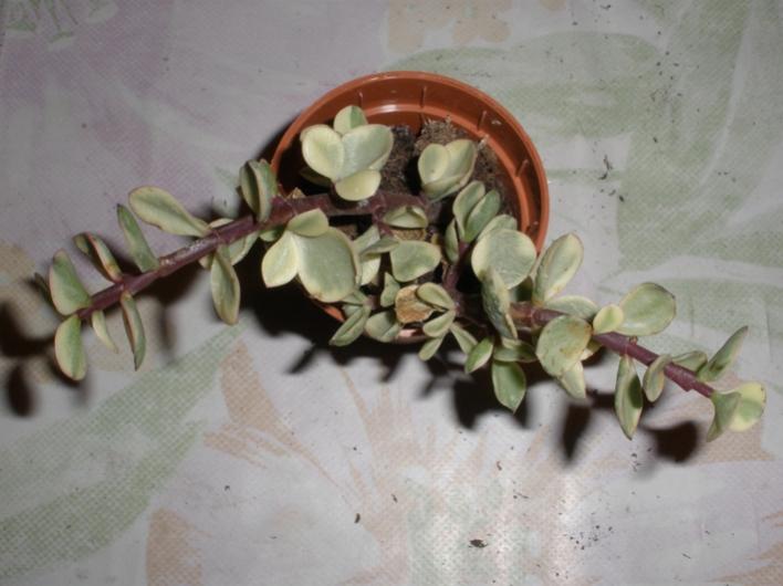 Portulacaria afra variegata